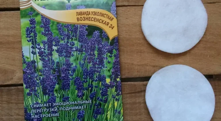 Выращивание лаванды Вознесенская 34 в Подмосковье