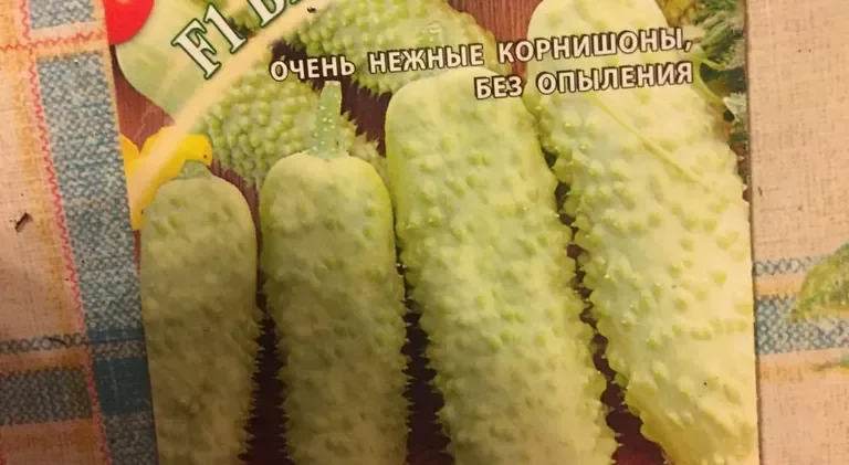 Белый огурец