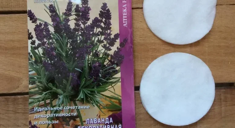 Выращивание лаванды Услада в Подмосковье