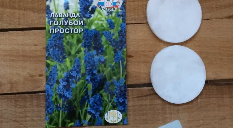 Выращивание лаванды Голубой Простор в Подмосковье