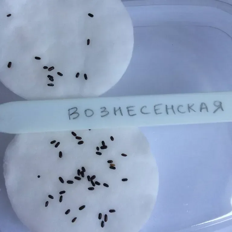 Фотография 1 из 1