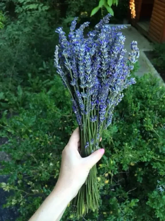 Выращивание лаванды с Оксаной