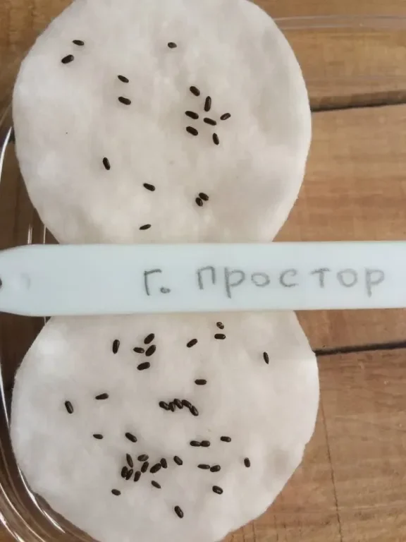 Фотография 1 из 1
