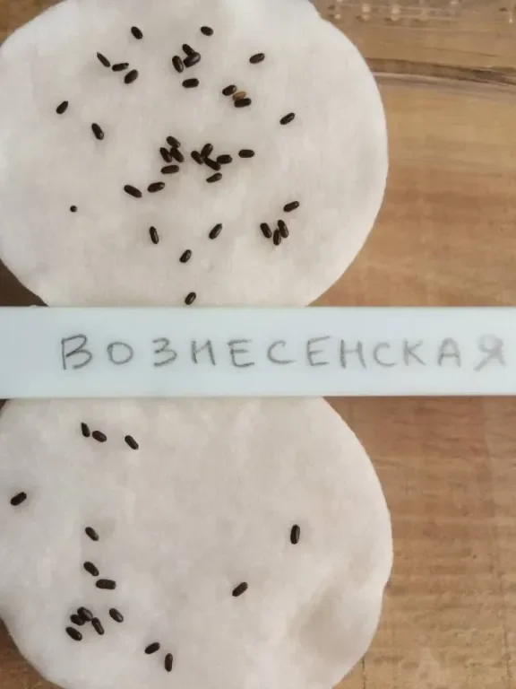 Фотография 1 из 1