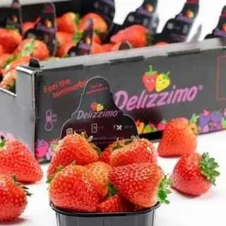 земляника ремонтантная Delizzimo F1