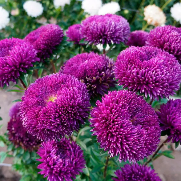 Астра Большая Хризантема синяя