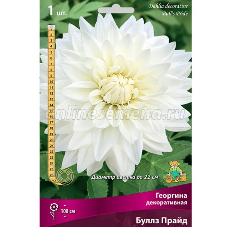 Георгина Буллз Прайд