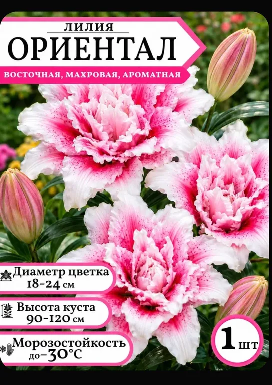 Ориентал