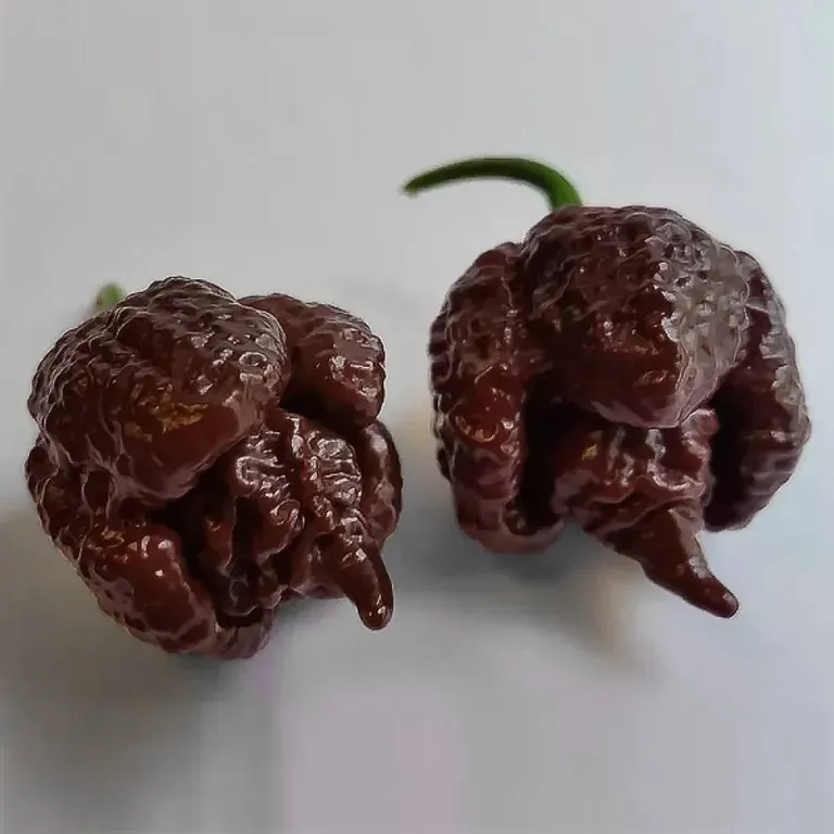 Перец острый Carolina Reaper Chocolate