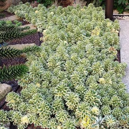 Очиток Атлантис