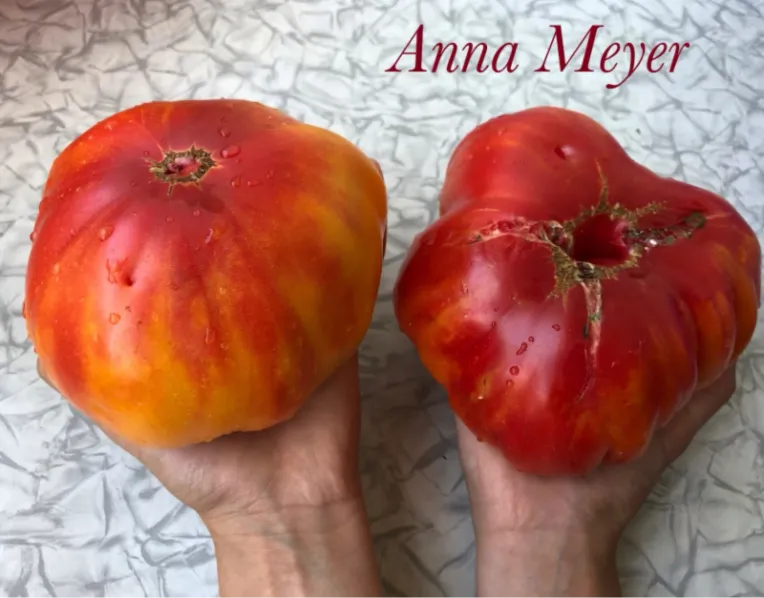 Томат Анна Мейер