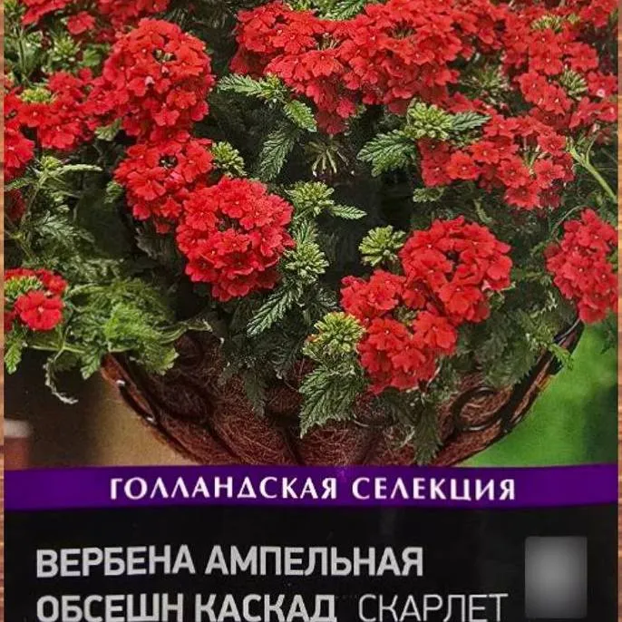 Вербена ампельная Обсешн каскад Скарлет