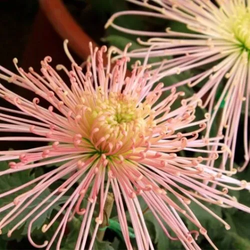 Хризантема Брызги шампанского