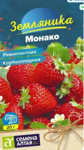 Земляника крупноплодная Монако