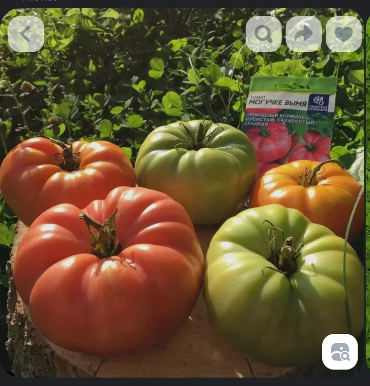 Томат Могучее вымя