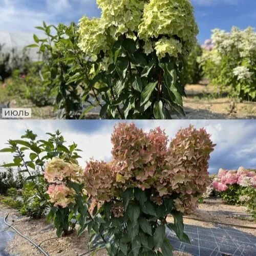 Гортензия метельчатая Металлика