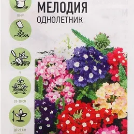 Вербена Гибридная Мелодия