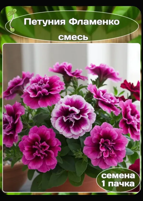 Петуния Фламенко F1, смесь окрасок
