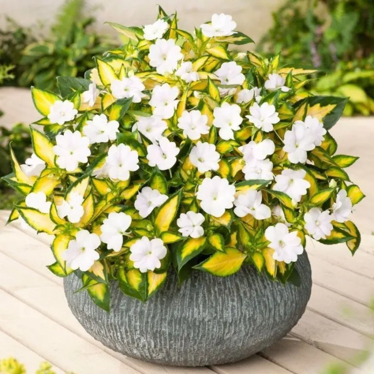 Бальзамин НГ Sunpatiens Spreading White-вариегатный 
