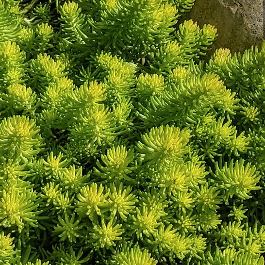 Очиток Лемон болл