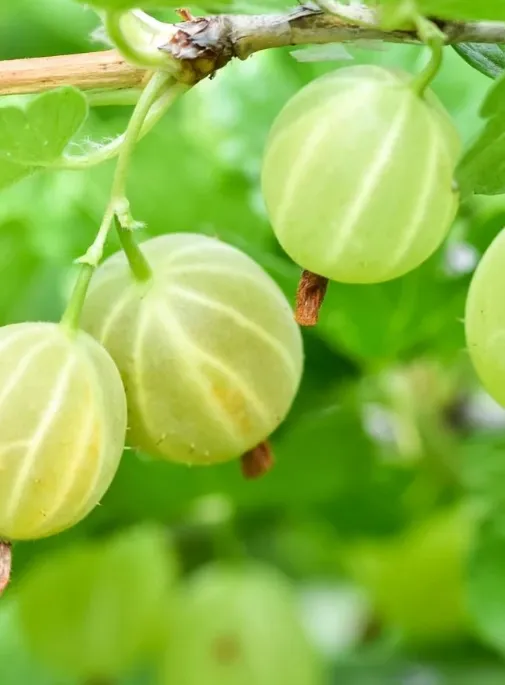 Крыжовник Pixwell