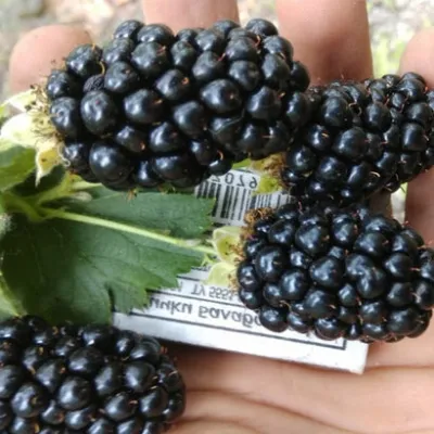 Ежевика Натчез