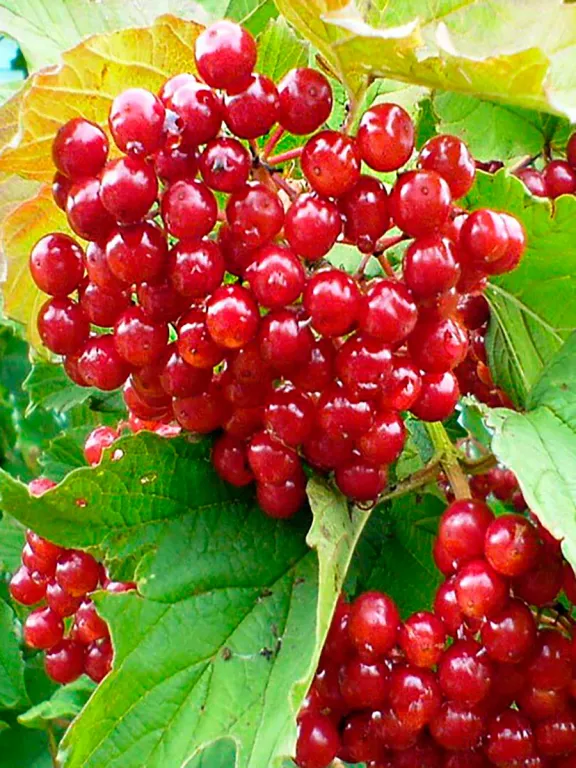 Калина Обыкновенная садовая