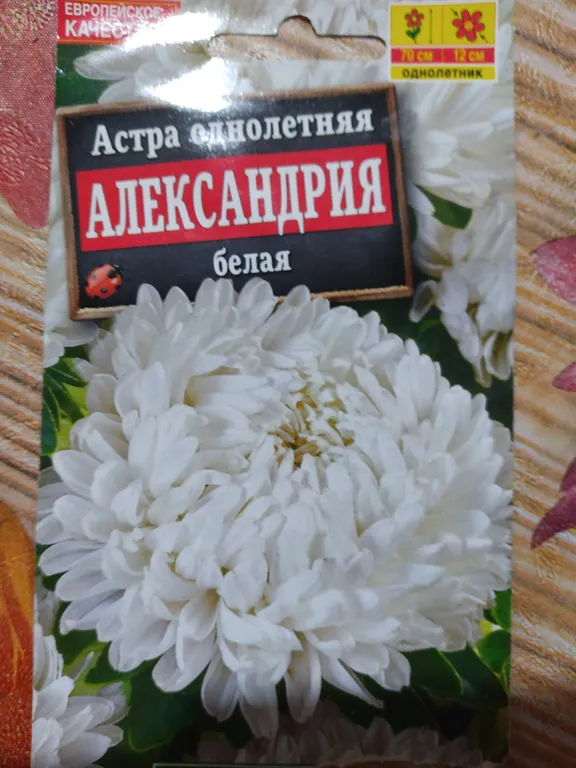 однолетняя Александрия белая