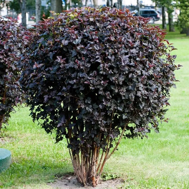 Пузыреплодник Диабло