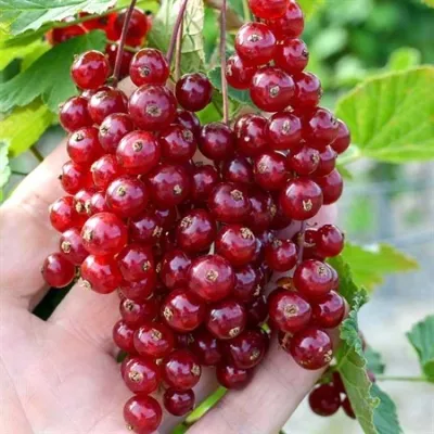 Смородина красная Рондом