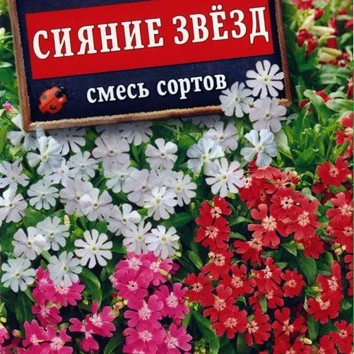 Смолевка Сияние звезд смесь сортов
