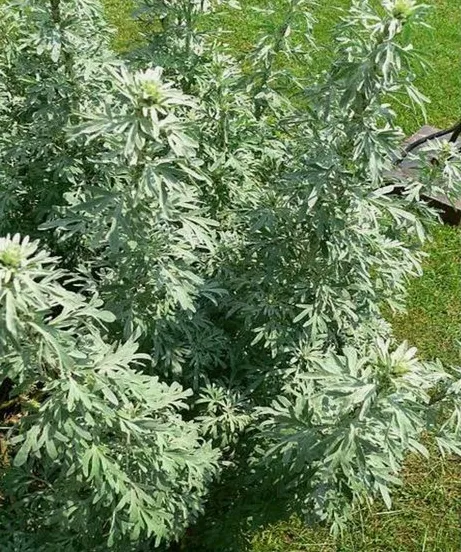 Полынь Горькая (Абсентная)