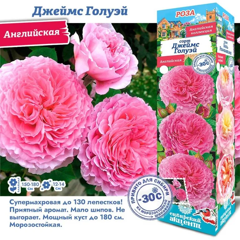 Роза английская Джеймс Голуэй 