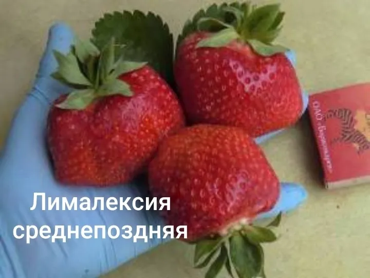 Лималексия