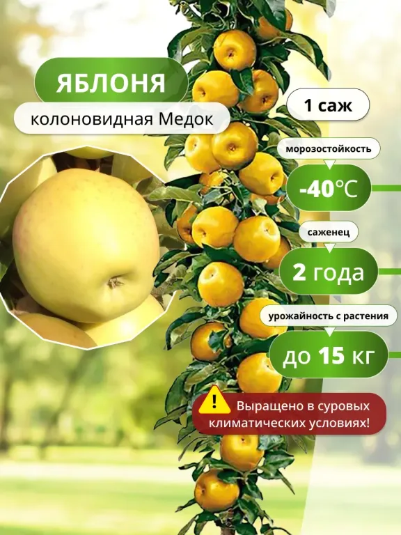 Яблоня Медок (колоновидная)
