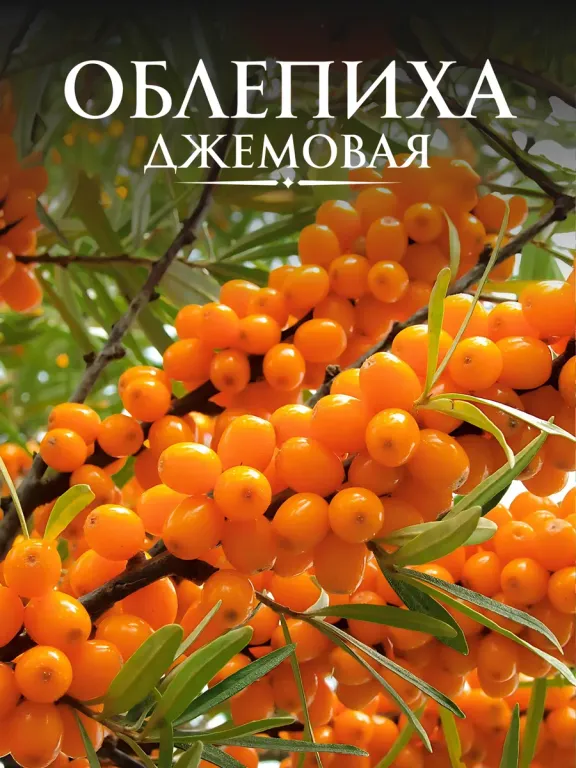 Джемовая