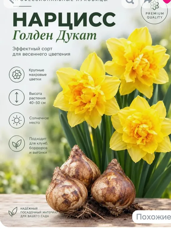 Нарцисс Голден Дукат