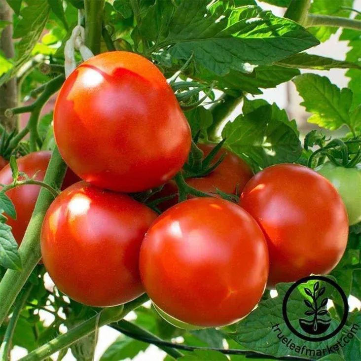 Томат Oregon Spring