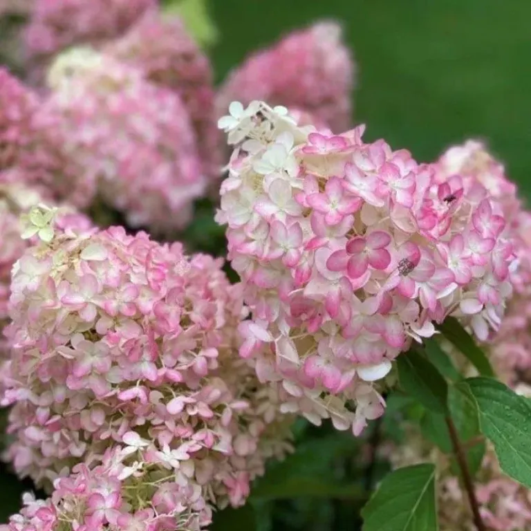 Гортензия метельчатая Мэджикал Свит Саммер