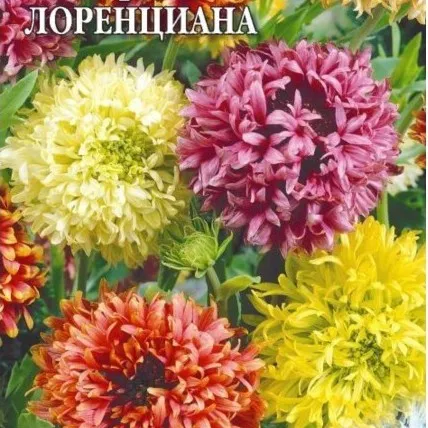 Гайлардия Лорензиана, смесь окрасок