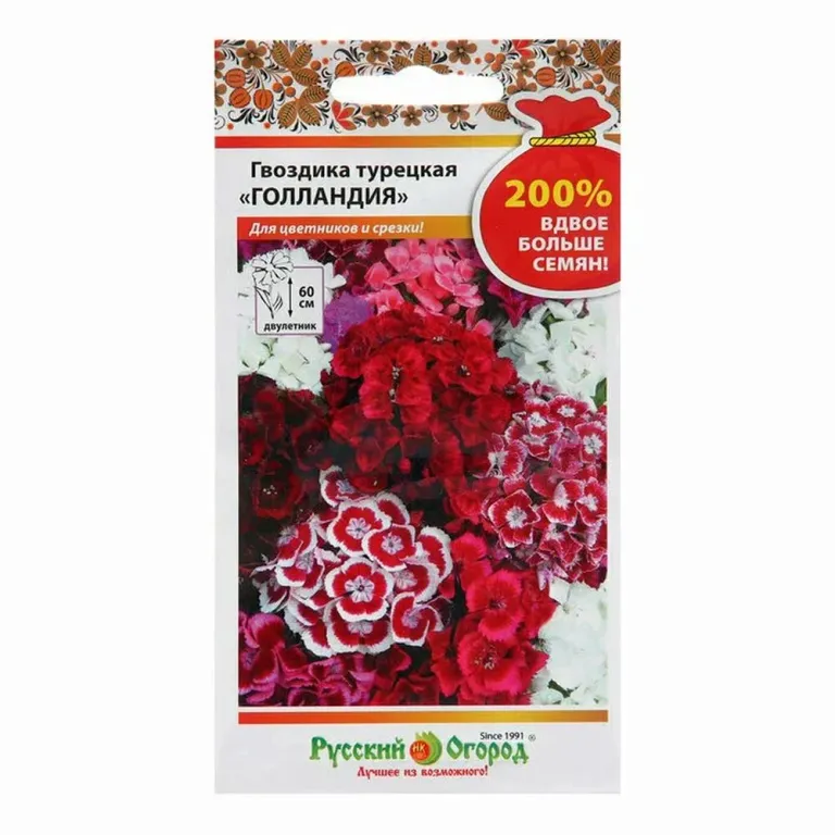 Гвоздика турецкая Голландия
