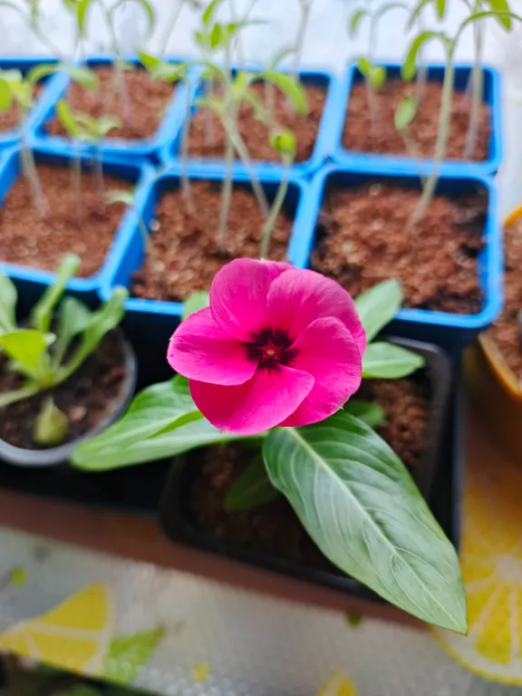 Катарантус розовый Тату Расберри