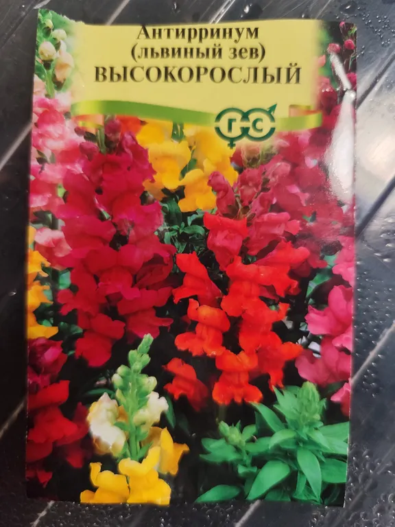 Львиный зев высокорослый 