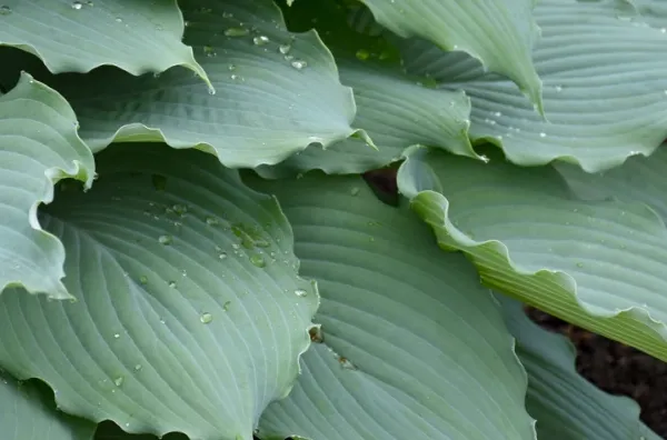  Shadowland Diamond Lake