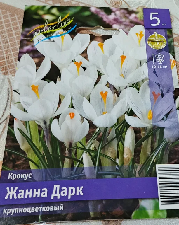Крокус крупноцветковый Жанна Дарк