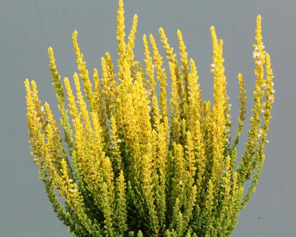 Вереск Зелда