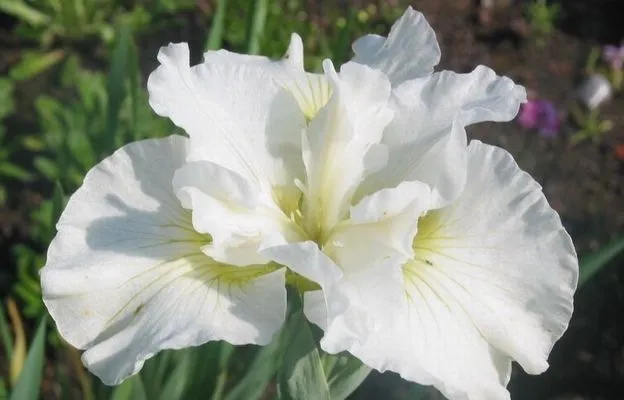 Ирис сибирский Bellissima