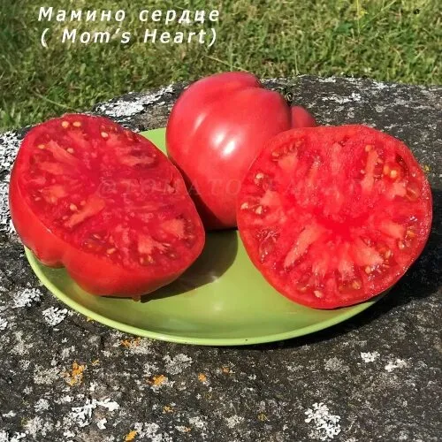 Томат Мамино сердце