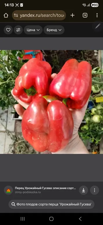 Перец От Данилыча