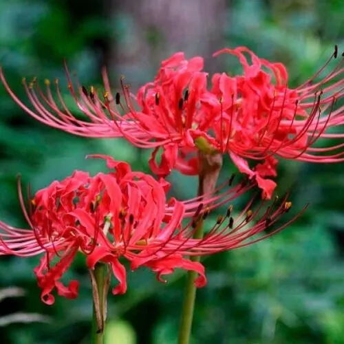 Лилия паучья Ликорис